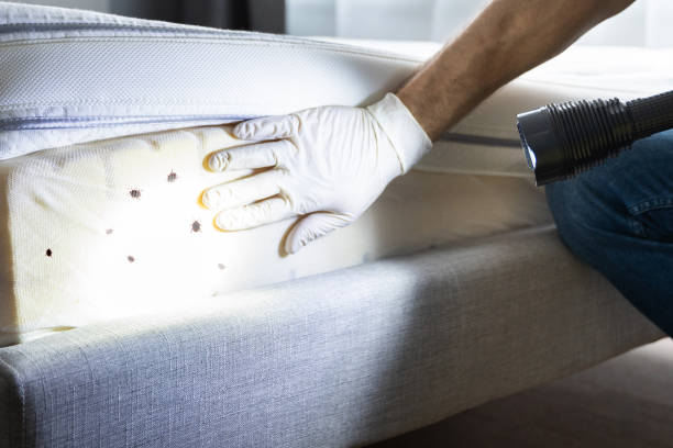 Best Pest Removal Services  in Junction City, KS
