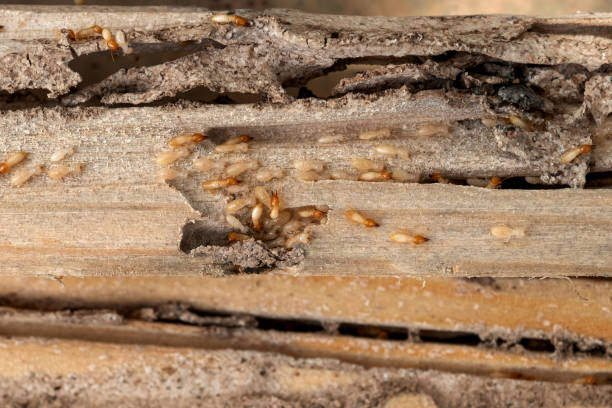 Flea Control Services in Junction City, KS